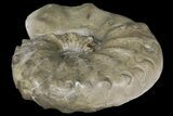Triassic Ammonite (Ceratites Nodosus) - Germany #131934-1